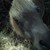 :iconquarterhorsecrazy: