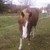 :iconquarterhorsegirl: