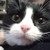 :iconqueen-tail: