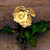 :iconqueenofspadesss: