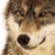 :iconquest721: