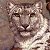 :iconquietrainwolf: