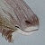 :iconquietschgruen2: