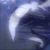 :iconquir-shigera: