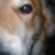 :iconquisset: