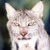 QuiteIzzy :iconquiteizzy:
