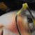 :iconquixoticzephyr: