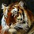 :iconqxc9000: