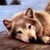 :iconr--wolves: