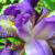 :iconr-i-t: