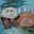 :iconr-m-n: