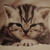 :iconr-shiel: