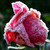 :iconr-t-e-s-f9: