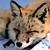:iconraaak-the-fox: