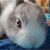 :iconRabbit-Luck: