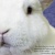 :iconrabbithabits: