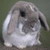 :iconrabbitrae: