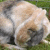 :iconrabbits-feet: