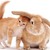 :iconrabbitswife: