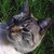 :iconrabbitwho: