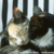 :iconrabidfaeryautumn: