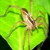 :iconrabidwolfspider: