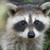 :iconraccoonluvr2: