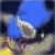 :iconraccoun-girl: