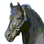 :iconracexplore: