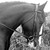 :iconrach-equine-1992: