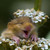 :iconrachelq716: