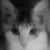 :iconrachels-cats: