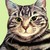 :iconrachelspetportraits: