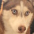 :iconracill: