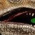 :iconracist-raptor:
