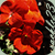 :iconrackle23: