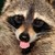:iconracmycoon:
