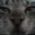 :iconracoon-potato:
