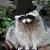 :iconracoon1337: