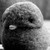 :iconradhapriya: