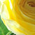 :iconradiant0: