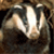 :iconradiantleopard: