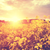 :iconradiatelovegraphics: