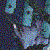 :iconraditz-wyvern: