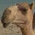:iconraffish: