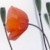 :iconrafi2: