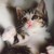 :iconrafy-rafy: