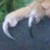 :iconraggedclaw: