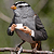 :iconragingswede: