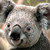 :iconrailaup: